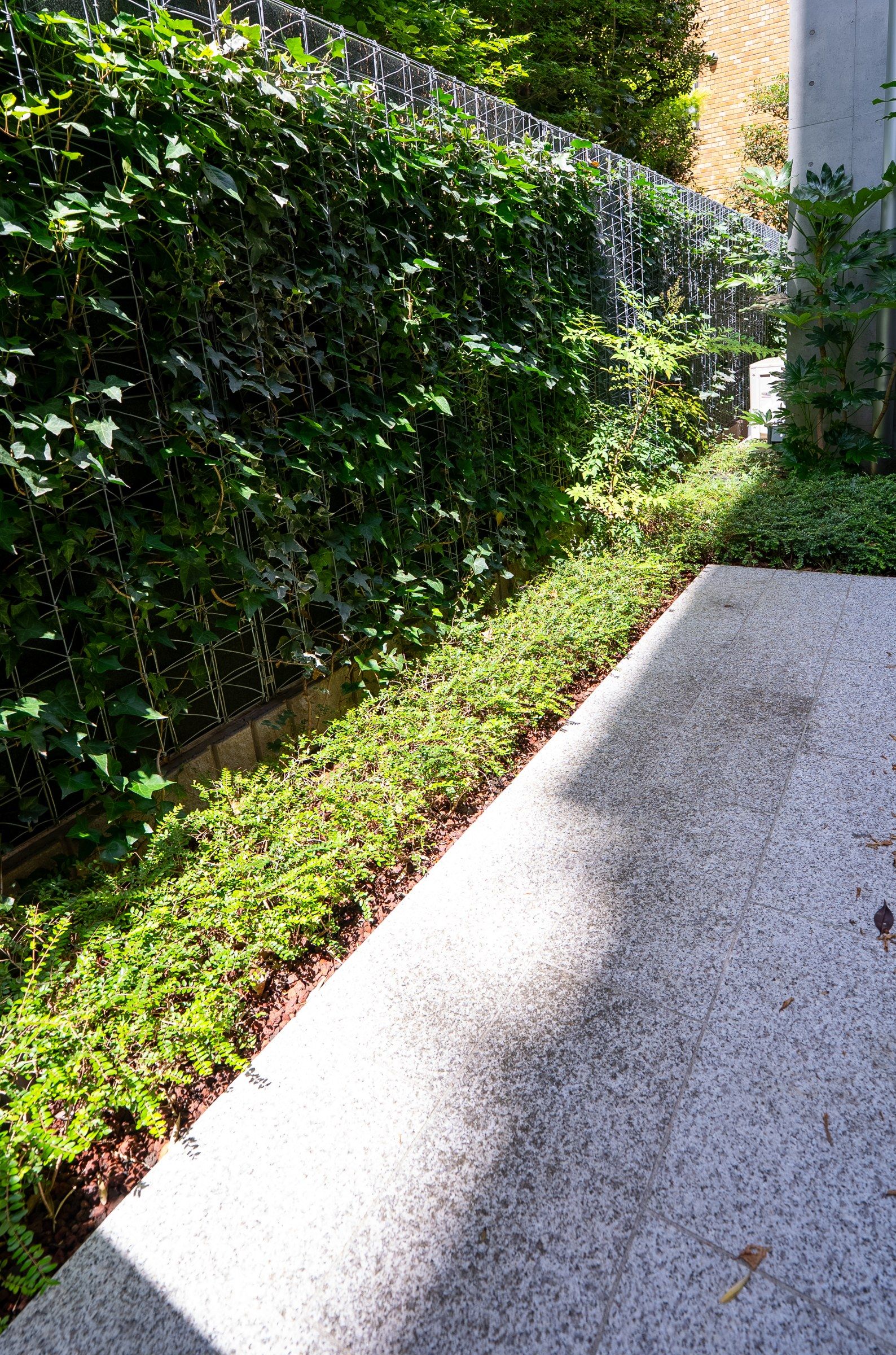 The private garden: an ivy wall and ferns running the length of the residence's glass.
