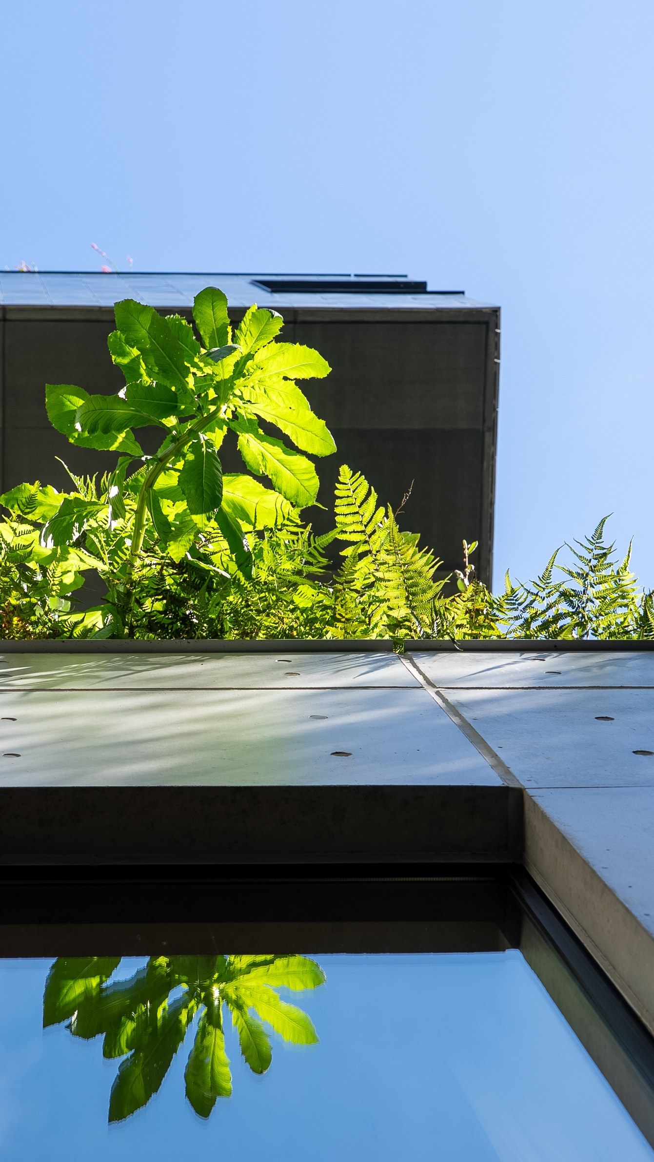 The sunken garden light-well: planted greenery held between walls of exposed concrete.